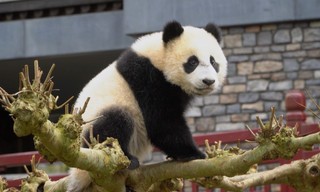 Het echte leven in de dierentuin