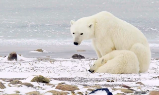Het echte leven van de ijsbeer