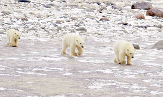 Het echte leven van de ijsbeer