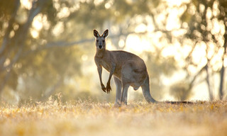 Het geheime leven van de Kangoeroe