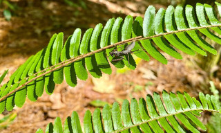 Honduras - Von Regenwald und Strand