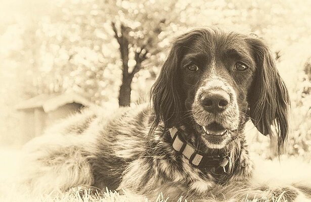 Honden in de hoofdrol