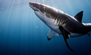 I Was Prey: Shark Week