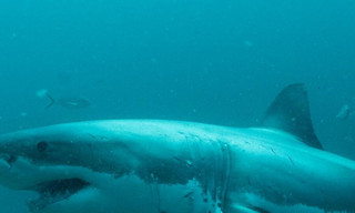 In de aanval om te doden