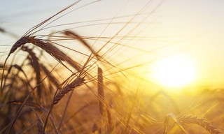 Itinéraires Paysans