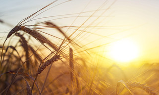 Itinéraires Paysans