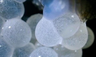 Jetset, die weite Reise einer Weinbergschnecke