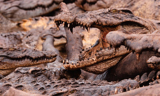 Katavi - Africa's Fallen Paradise