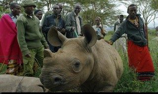 Kenia's wilde dieren