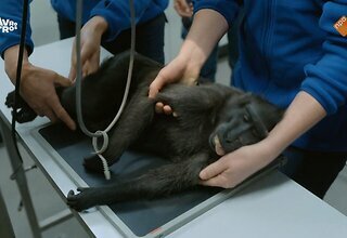 Bij ons in de dierentuin