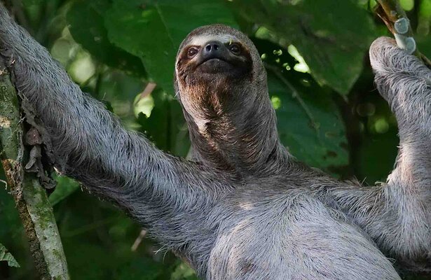 Een luiaard uit Secrets of the Enchanted Forests