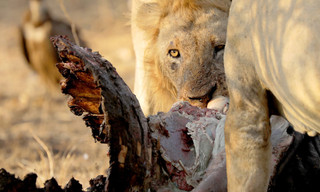 Land van de grote katten
