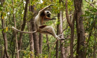 Land van de primaten