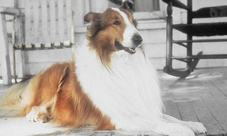 Lassie
