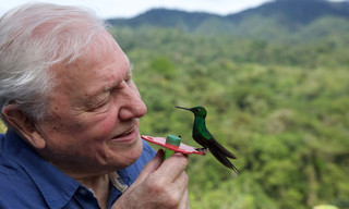 Life in colour with David Attenborough