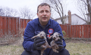 Louis et la faune urbaine