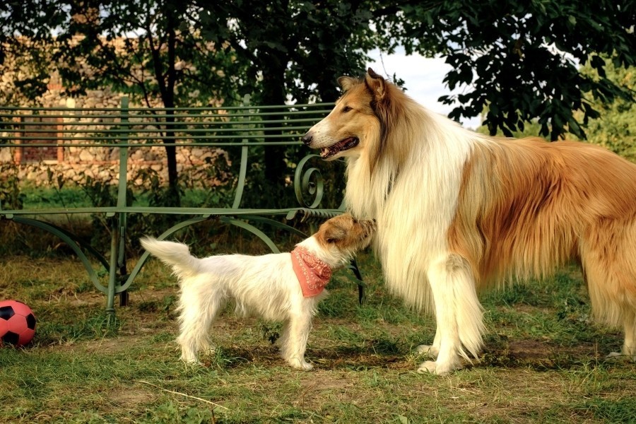 Lassie: Een nieuw avontuur