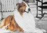 Lassie