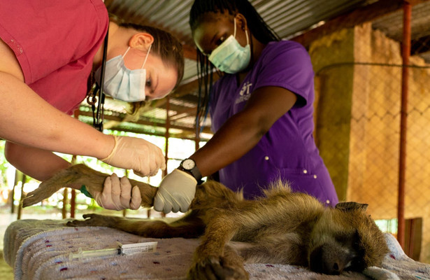 Malawi Wildlife Rescue