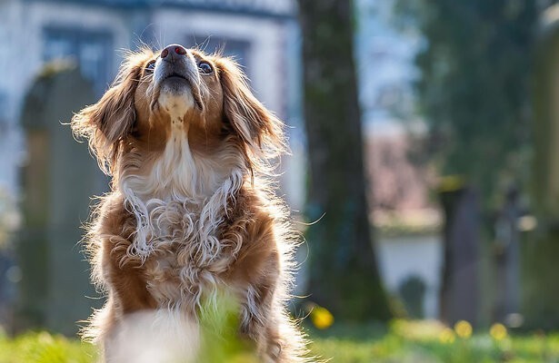 Hond (ter illustratie)