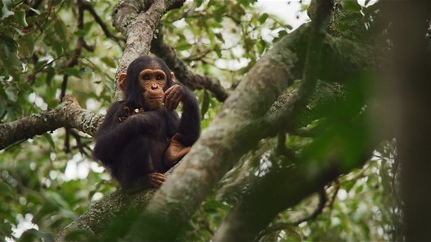 Chennai kleurt groen