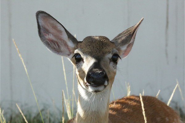 Natuur bedreigd door natuur