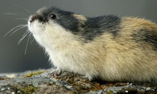 Naturwunder des Nordens