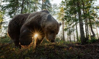 Natuur op 2: Wild Scandinavia