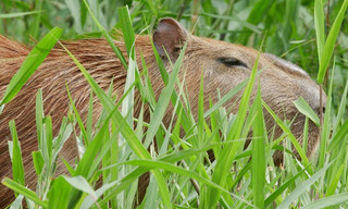 Natuur op Z: Surviving the Amazon