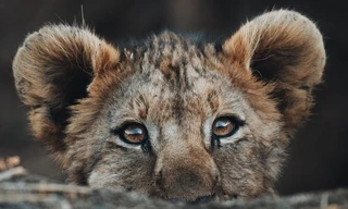 Nieuwelingen in het wild