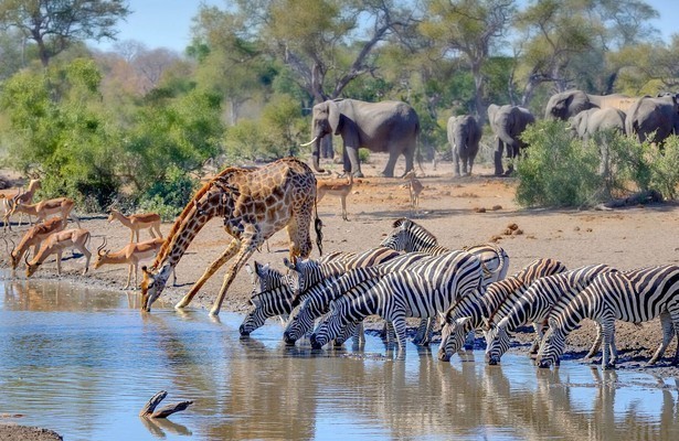 Natuur op 2: Waterhole - Africa's Animal Oasis