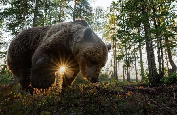 Natuur op 2: Wild Scandinavia