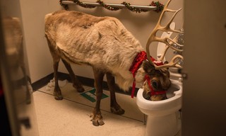 Office Christmas Party