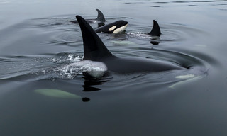 Orcas - Herrscher der Meere
