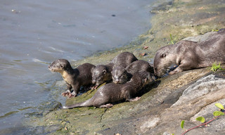 Otters in de stad