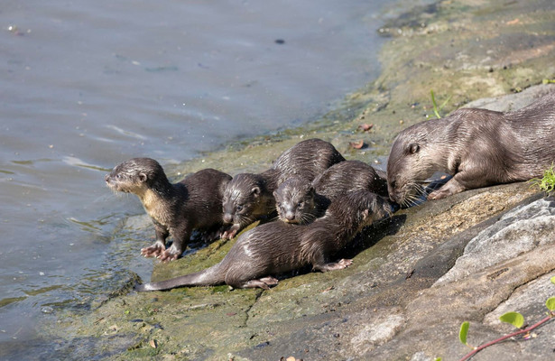 Otters in de stad