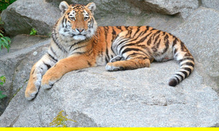 Panda, Gorilla & Co.