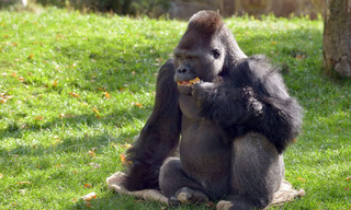 Panda, Gorilla & Co.