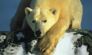 Polar bear family & me