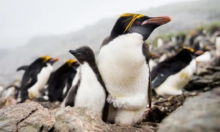 Polar Worlds with Bertie Gregory Mashup