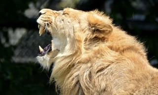 Predator Fail: When Prey Attacks