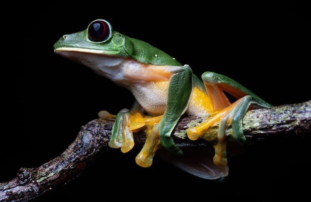 Still uit Planet Earth