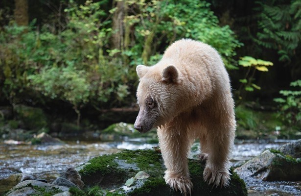 Still uit Planet Earth