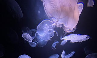 Quallen - Hirnlos aber Oho