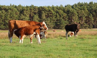 Re: Elchalarm, die Waldriesen sind zurück