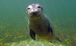 Robbengeschichten: Geboren an Land, zu Hause im Wasser