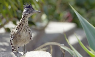 San Diego - Amerikas wilde Oase