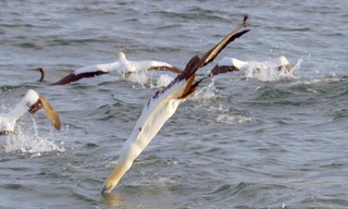 Sardine Run - Naturspektakel vor Südafrika