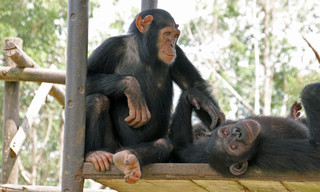 Schimpansen im Kongo mit Jane Goodall