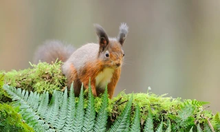 Scotland - The new wild